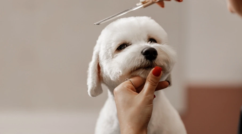 The Importance of Regular Dog Grooming: Tips and Tricks